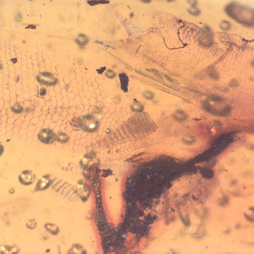 Rare Reptile Skin In Dominican Amber Rare Reptile Skin In Dominican Amber