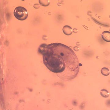Rare Snail In Dominican Amber Rare Snail In Dominican Amber
