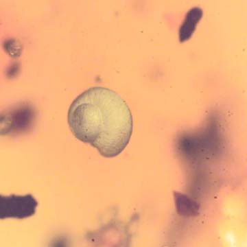 Rare Snail In Dominican Amber