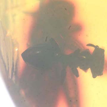 Rare Square Headed Ant And Cricket Ghost In Dominican Amber Rare Square Headed Ant And Cricket Ghost In Dominican Amber