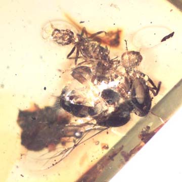 Rare Stingless Bee Fighting Two Ants In Dominican Amber Rare Stingless Bee Fighting Two Ants In Dominican Amber