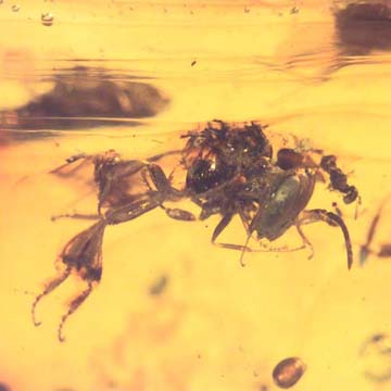 Rare Stingless Bee With Wasp On Its Head In Dominican Amber Rare Stingless Bee With Wasp On Its Head In Dominican Amber