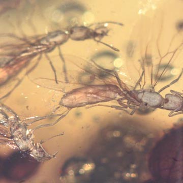 Rare Three Queen Ants Biting Mealy Bug In Dominican Amber