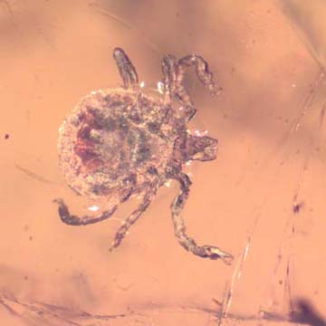 Rare Tick In Dominican Amber