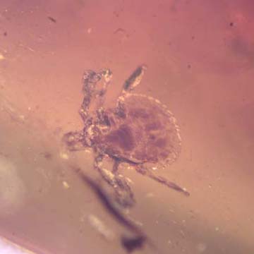 Rare Tick In Dominican Amber
