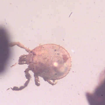Rare Tick In Dominican Amber Rare Tick In Dominican Amber