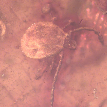 Rare Tick In Dominican Amber Rare Tick In Dominican Amber