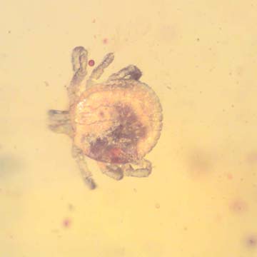 Rare Tick In Dominican Amber