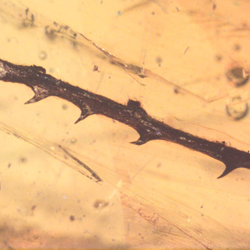 Rare Twig With Thorn In Dominican Amber Rare Twig With Thorn In Dominican Amber