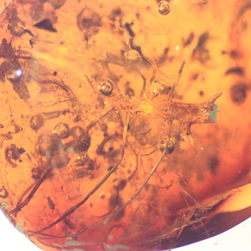 Rare Twig With Thorn In Dominican Amber Rare Twig With Thorn In Dominican Amber