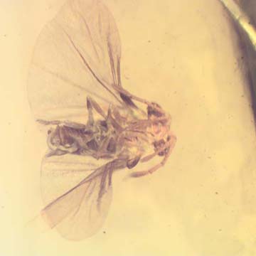 Rare Twisted Winged Parasite In Dominican Amber Rare Twisted Winged Parasite In Dominican Amber