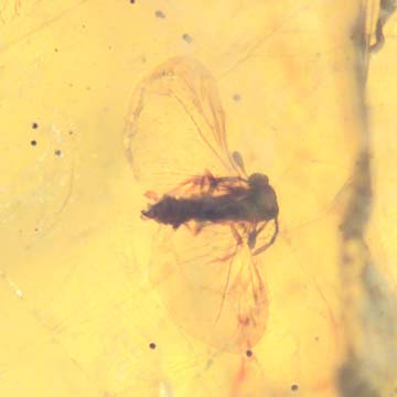 Rare Twisted Winged Parasite In Dominican Amber Rare Twisted Winged Parasite In Dominican Amber