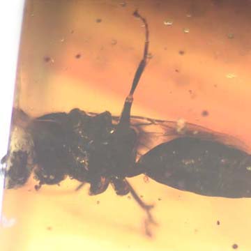Rare Wasp With Fairy Fly Clinging On Its Leg In Dominican Amber Rare Wasp With Fairy Fly Clinging On Its Leg In Dominican Amber