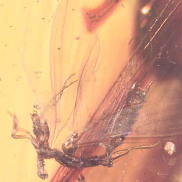 Rare Webspinner In Dominican Amber