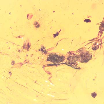 Rare Webspinner In Dominican Amber
