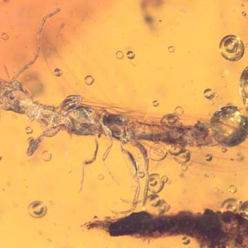 Rare Webspinner In Dominican Amber Rare Webspinner In Dominican Amber
