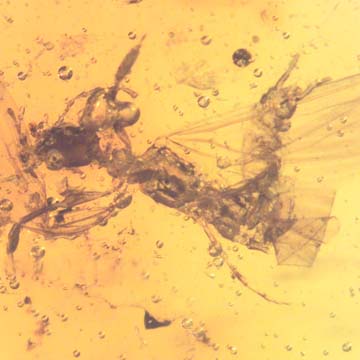 Rare Webspinner In Dominican Amber Rare Webspinner In Dominican Amber