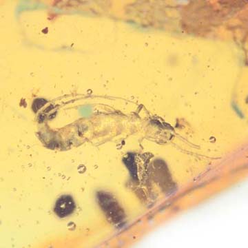Rare Webspinner In Dominican Amber Rare Webspinner In Dominican Amber
