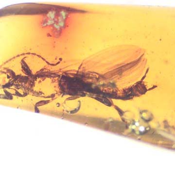 Rare Webspinner In Dominican Amber Rare Webspinner In Dominican Amber