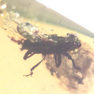 Rare Weevil, Male Ant, Biting Midge And Wasp In Dominican Amber. Rare Weevil, Male Ant, Biting Midge And Wasp In Dominican Amber.