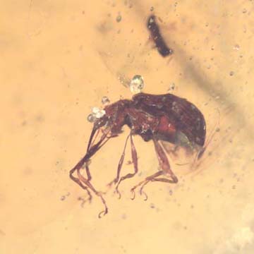 Rare Weevil And Wasp In Dominican Amber.