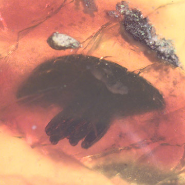 Rare Weevil And Two Wasps In Dominican Amber. Rare Weevil And Two Wasps In Dominican Amber.