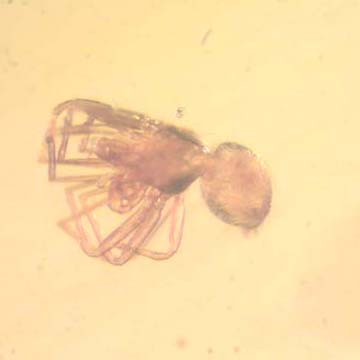 Rare Whip Scorpion In Dominican Amber Rare Whip Scorpion In Dominican Amber