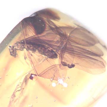 Rare Winged Termite With Wasp Clinging On Its Wing In Dominican Amber. Rare Winged Termite With Wasp Clinging On Its Wing In Dominican Amber.
