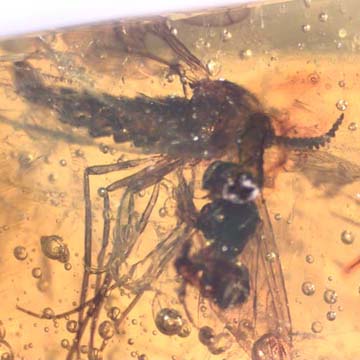 Rare Wood Gnat And Stingless Bee Fighting And Stingless Bee In Dominican Amber