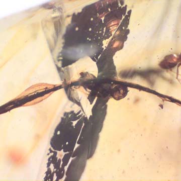 Rare Worker Ant Clinging On A Twig And Two Worker Ants In Dominican Amber.