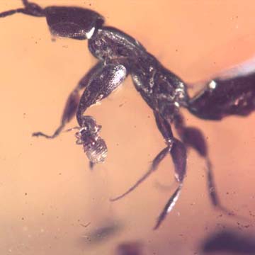 Rare Instar Clinging On A Wasp's Leg In Dominican Amber. Rare Instar Clinging On A Wasp's Leg In Dominican Amber.