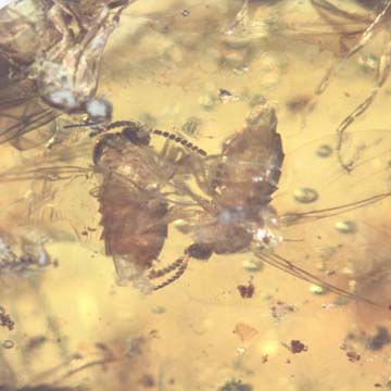 Rare Interaction Of Black Scavenger Flies In Dominican Amber Rare Interaction Of Black Scavenger Flies In Dominican Amber