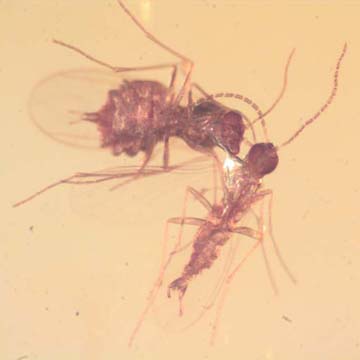 Rare Interaction Of Fungus Gnat And Sand Fly In Dominican Amber