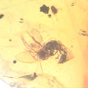 Rare Interaction Of Queen Ant And Moth Fly In Dominican Amber