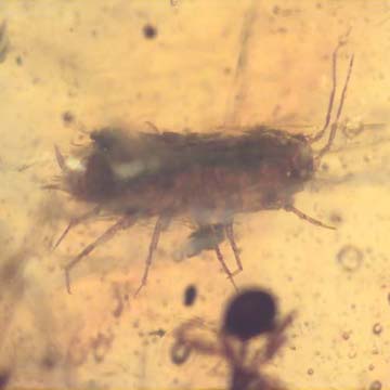 Rare Isopod And Seed Pod In Dominican Amber. Rare Isopod And Seed Pod In Dominican Amber.