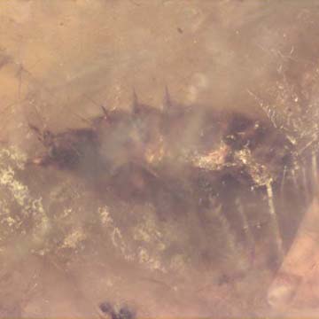 Rare Isopod And Crane Fly In Dominican Amber