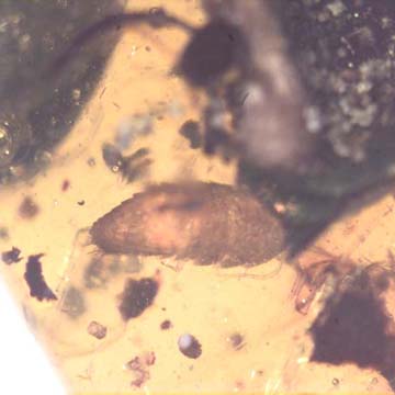 Rare Isopod And Breached Winged Seed In Dominican Amber.