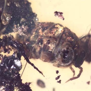 Rare Isopod, Two Black Scavenger Flies And Turd In Dominican Amber