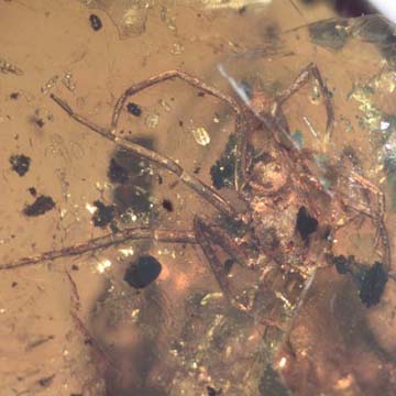 Rare Isopod And Spider In Dominican Amber.