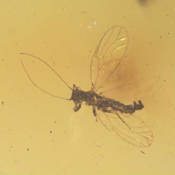 Rare Jumping Plant Lice And Gall Midge In Dominican Amber