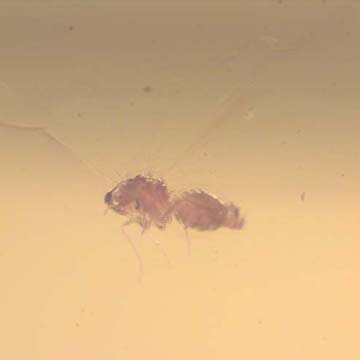 Rare Jumping Plant Lice And Barklouse In Dominican Amber Rare Jumping Plant Lice And Barklouse In Dominican Amber