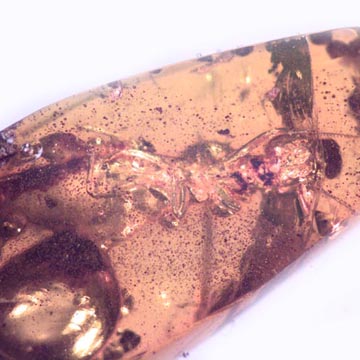 Rare Large Bloated Worker Termite In Dominican Amber Rare Large Bloated Worker Termite In Dominican Amber