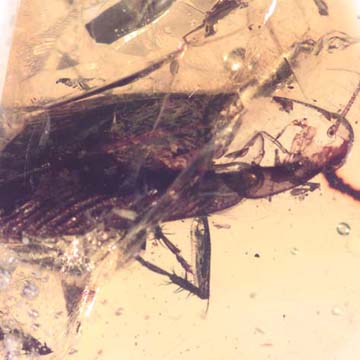 Rare Large Cockroach In Dominican Amber.