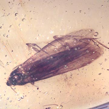 Rare Large Moth In Dominican Amber. Rare Large Moth In Dominican Amber.