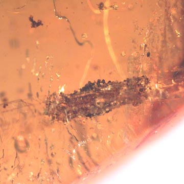 Rare Small Swarm Of Elongate Springtail, Five Mites, Two Pomace Flies, 2 Scutlle Flies In Dominican Amber Rare Small Swarm Of Elongate Springtail, Five Mites, Two Pomace Flies, 2 Scutlle Flies In Dominican Amber