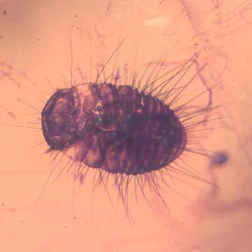 Rare Larva Of Branchypsectidae, Spider, Sphead Wasp, Mite And Two Fairy Fly In Dominican Amber. Rare Larva Of Branchypsectidae, Spider, Sphead Wasp, Mite And Two Fairy Fly In Dominican Amber.