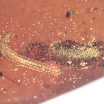 Rare Larval Case Of Tineid Moth And Two Millipedes In Dominican Amber. Rare Larval Case Of Tineid Moth And Two Millipedes In Dominican Amber.