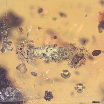 Rare Larval Case Of Tineid Moth And Opening Seed In Dominican Amber.