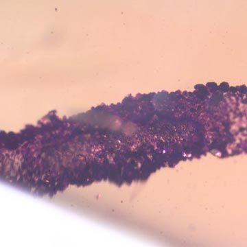 Rare Larval Case Of Tineid Moth In Dominican Amber.
