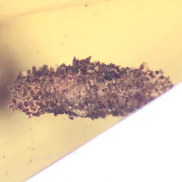 Rare Larval Case Of Tineid Moth, Worker Ant And Scelionid Wasp In Dominican Amber. Rare Larval Case Of Tineid Moth, Worker Ant And Scelionid Wasp In Dominican Amber.